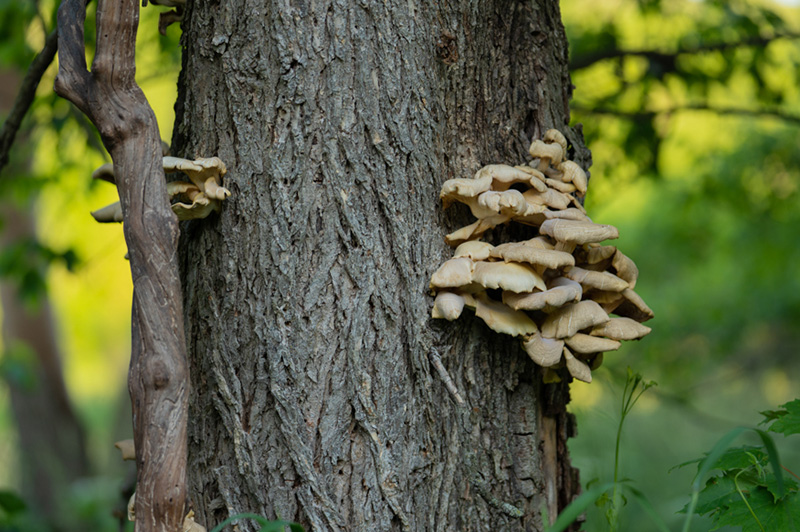 heritage-trail-tree